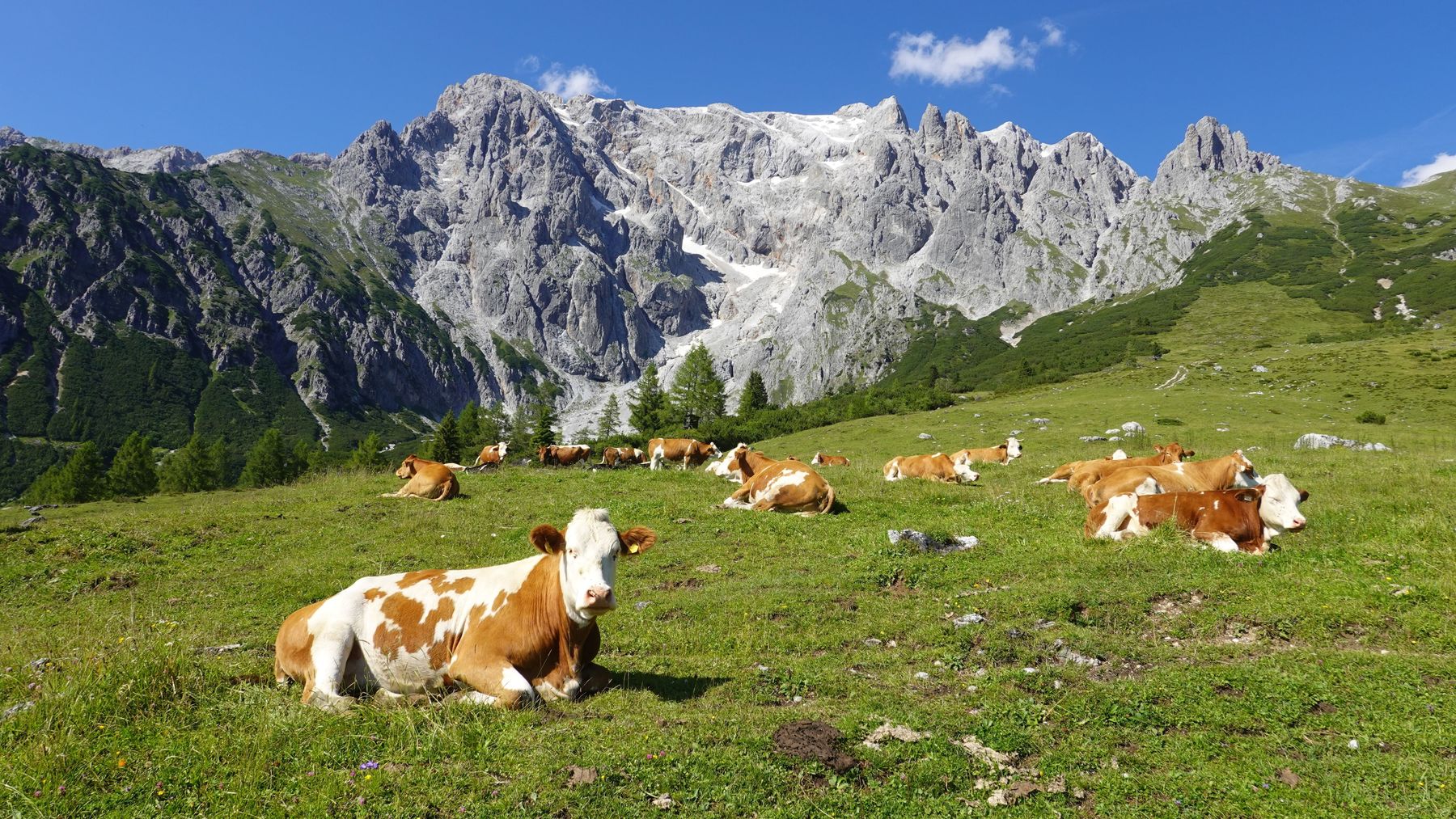 Kuh auf Alm@AdobeStock_374671233.jpg © stock.adobe.com