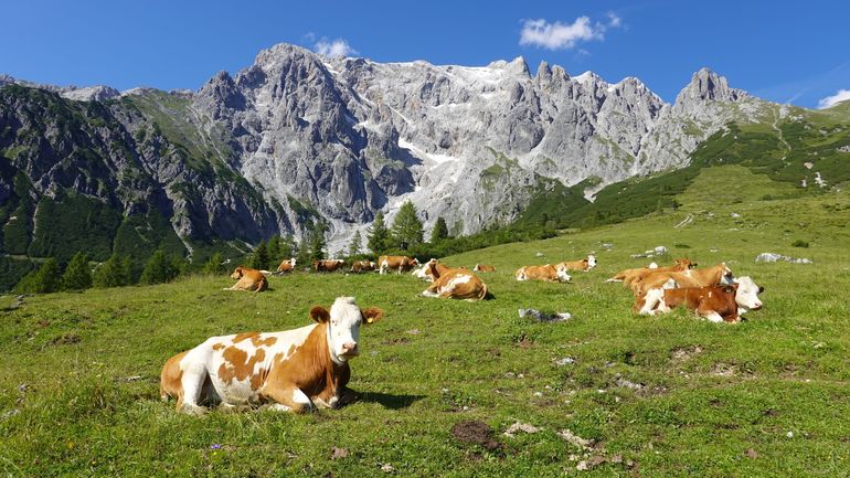 Kuh auf Alm@AdobeStock_374671233.jpg © stock.adobe.com