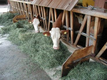 Kühe im Stall.jpg © LK Kärnten/Stromberger