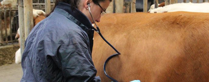 Tiergesundheit   Seuchen © Rinderzucht Austria