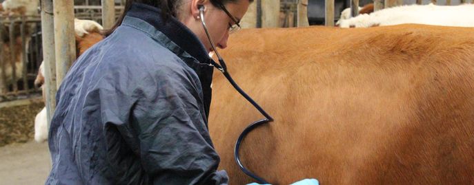 Tiergesundheit   Seuchen © Rinderzucht Austria