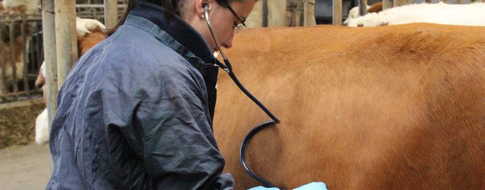 Tiergesundheit   Seuchen © Rinderzucht Austria