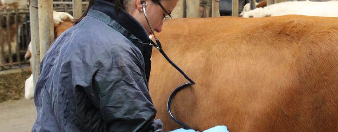 Tiergesundheit   Seuchen © Rinderzucht Austria