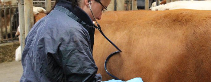 Tiergesundheit   Seuchen © Rinderzucht Austria