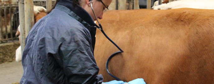 Tiergesundheit   Seuchen © Rinderzucht Austria