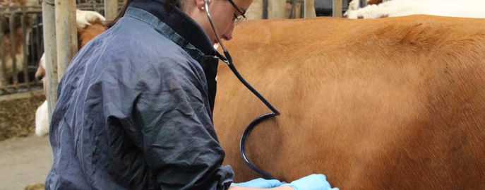 Tiergesundheit   Seuchen © Rinderzucht Austria