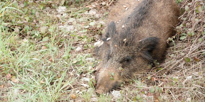Afrikanische Schweinepest © Juan Garcia_istockphoto.com