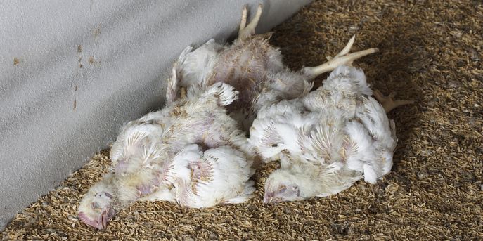 Vogelgrippe © kornnphoto_istockphoto.com