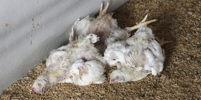 Vogelgrippe © kornnphoto_istockphoto.com