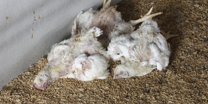 Vogelgrippe © kornnphoto_istockphoto.com