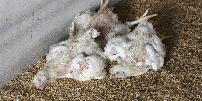 Vogelgrippe © kornnphoto_istockphoto.com