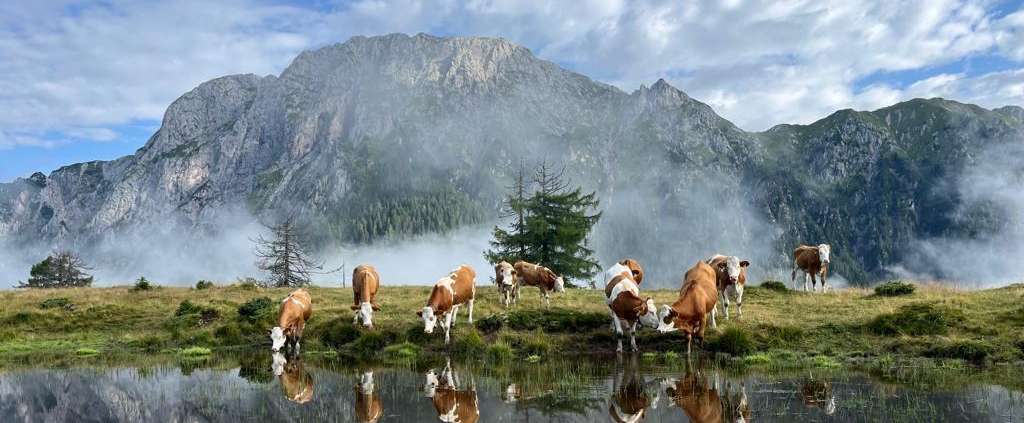 Bilder Alm neu 8.jpg © Agrargemeinschaft Reisacher Jochalm