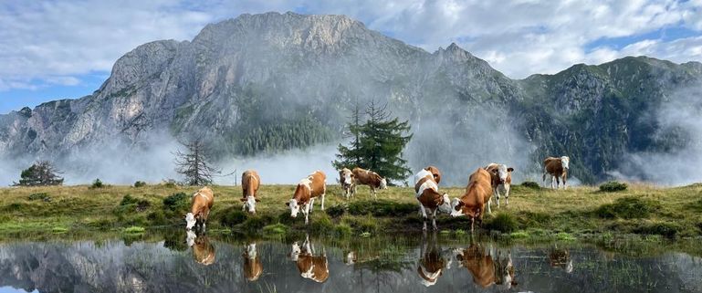 Bilder Alm neu 8 © Agrargemeinschaft Reisacher Jochalm