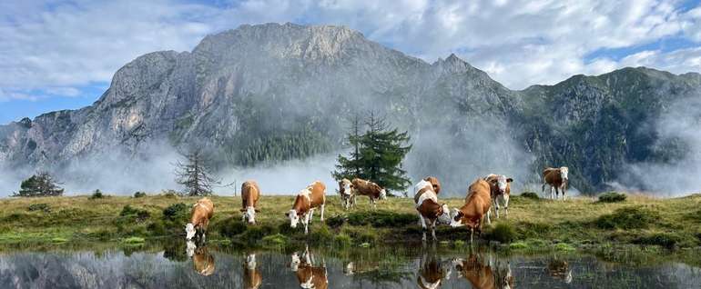 Bilder Alm neu 8.jpg © Agrargemeinschaft Reisacher Jochalm