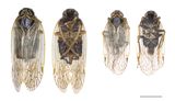 Glasflügelzikade Reptalus_quinquecostatus_Weibchen links_ventral-dorsal_Maennchen-rchts_ventral-dorsal_Massstab-2mm.jpg © AGES-Wernicke