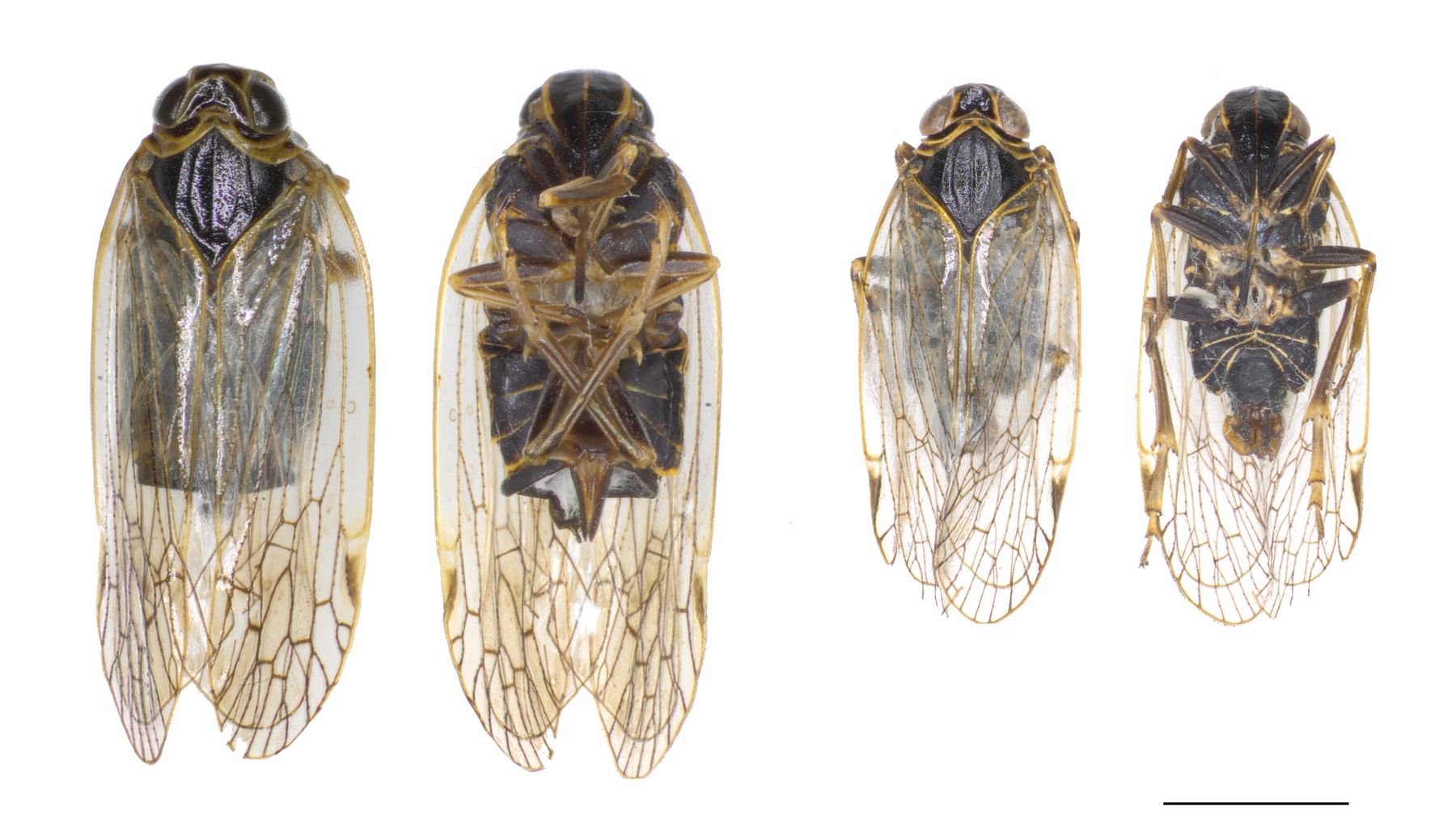 Glasflügelzikade Reptalus_quinquecostatus_Weibchen links_ventral-dorsal_Maennchen-rchts_ventral-dorsal_Massstab-2mm.jpg © AGES-Wernicke