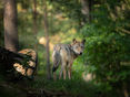 Wolf © AdobeStock