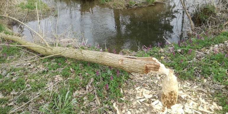 Biberbaum.jpg © BWSB/Wallner