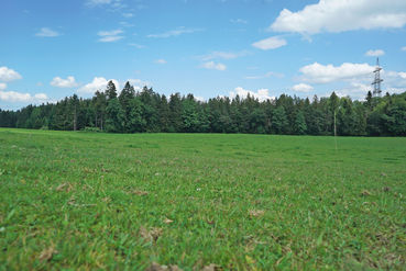 Späte Sorten gezielt etablieren und die  Kuh-KI  nützen.jpg © Hatheier