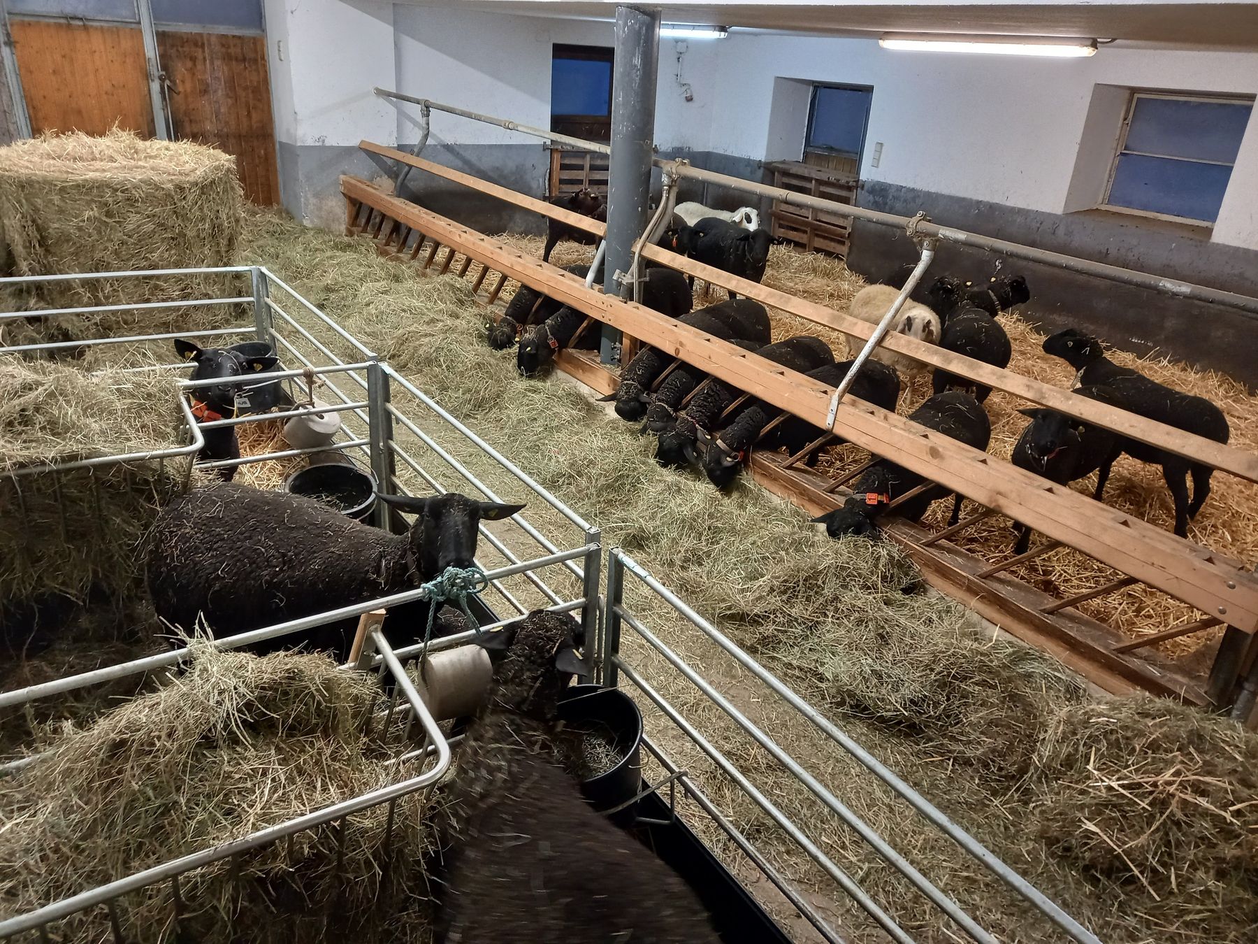 Alter Rinderstall_Schafe (1).jpg © LK OÖ/Böhm