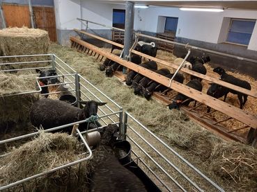 Alter Rinderstall_Schafe (1).jpg © LK OÖ/Böhm