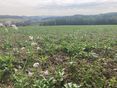 Strohmulch mit schlecht aufgegangener Zwischenfrucht aufgrund Trockenheit © LK OÖ/Mandl