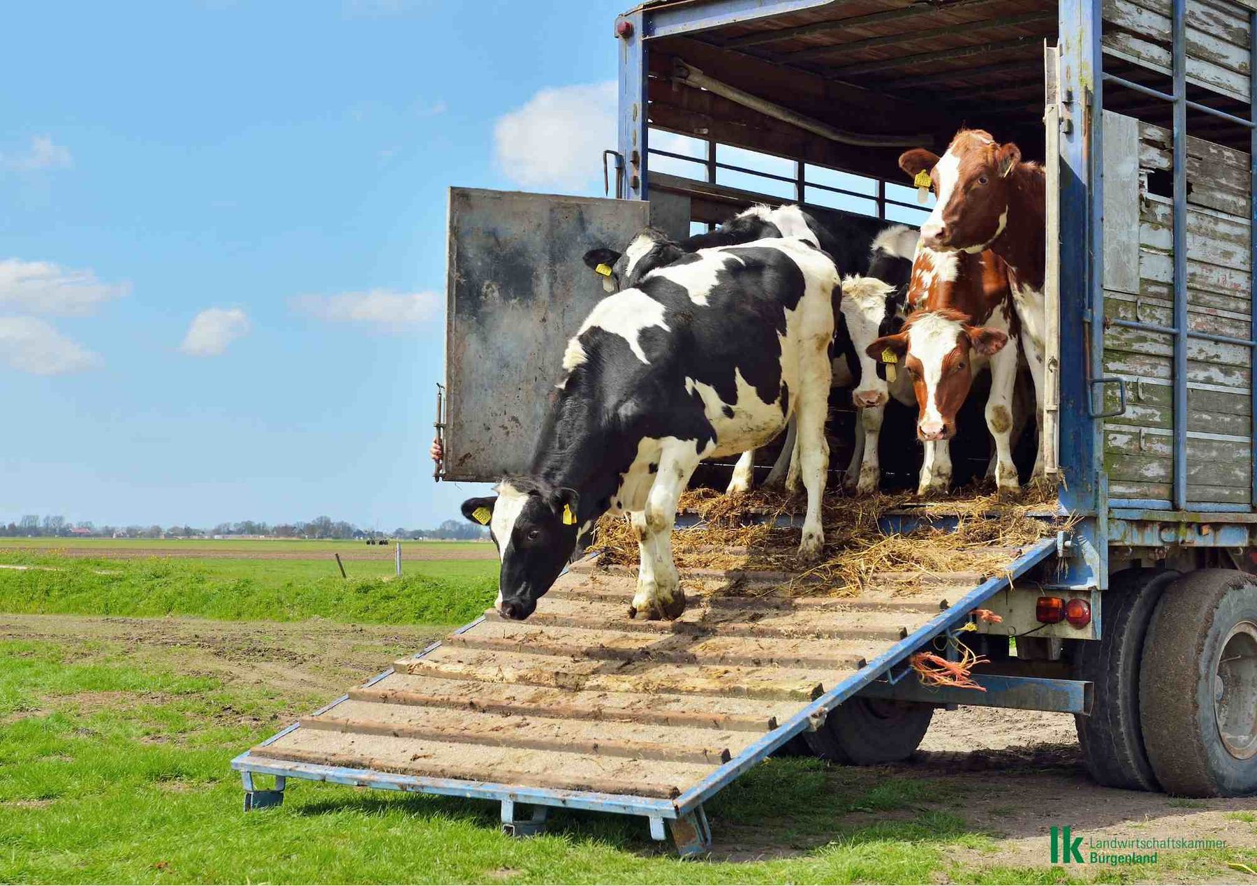 Tiertransport Rinder.jpg © Gerhard Koudenburg_Getty Images