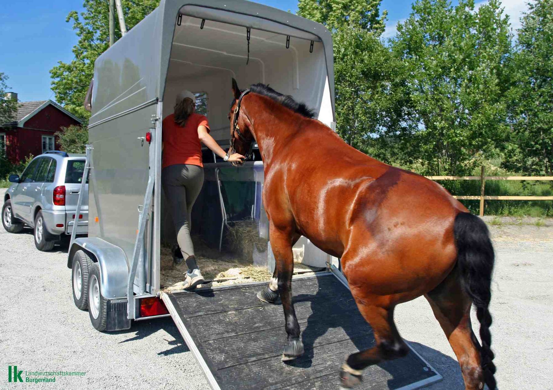Tiertransport Pferde.jpg © romoaoslo_Getty Images