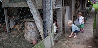 C_Lisa_Hörterer_Huhn © Lisa Hörterer
