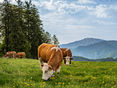 Almauftrieb_Kappleralm © Kapler Alm