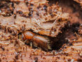 Borkenkäfer © Adobe Stock