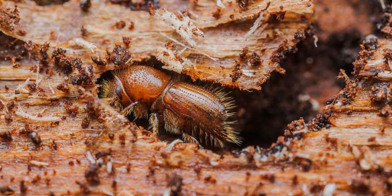 Borkenkäfer © Adobe Stock