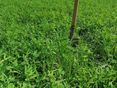 Optimaler Bestand einer Kleegrasmischung © BWSB