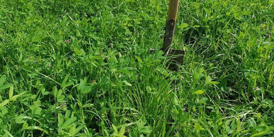 Optimaler Bestand einer Kleegrasmischung.jpg © BWSB