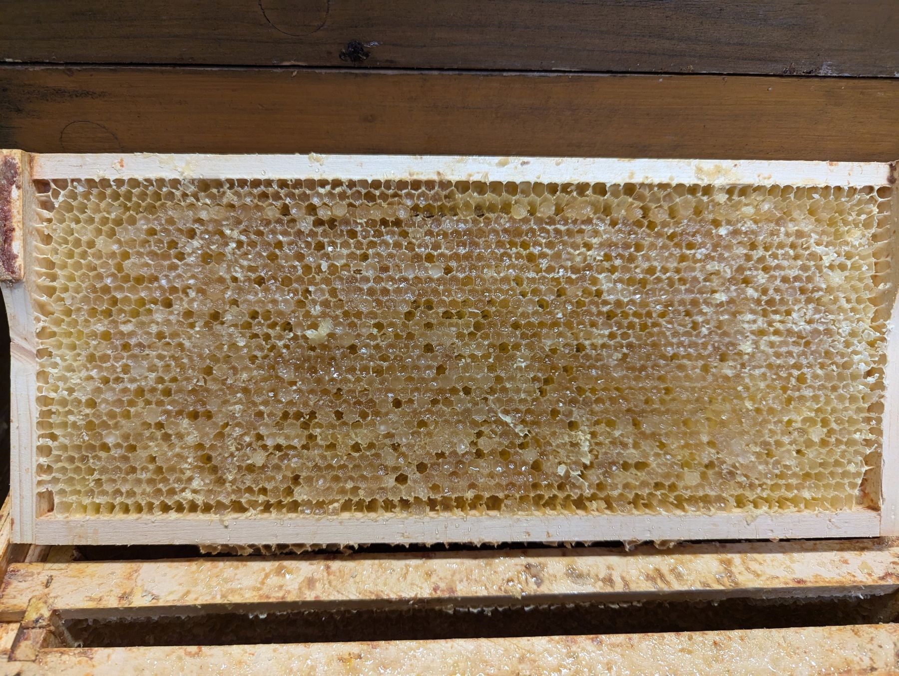 Waldhonig.jpg © Bienenzentrum OÖ/Frühwirth
