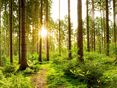 Wald@AdobeStock_250523076 © stock.adobe.com
