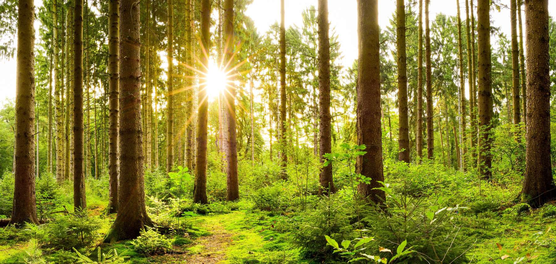 Wald@AdobeStock_250523076.jpg © stock.adobe.com