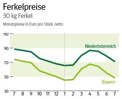 NÖ: Ausblick auf den Ferkelmarkt im August 2026 © LK NÖ