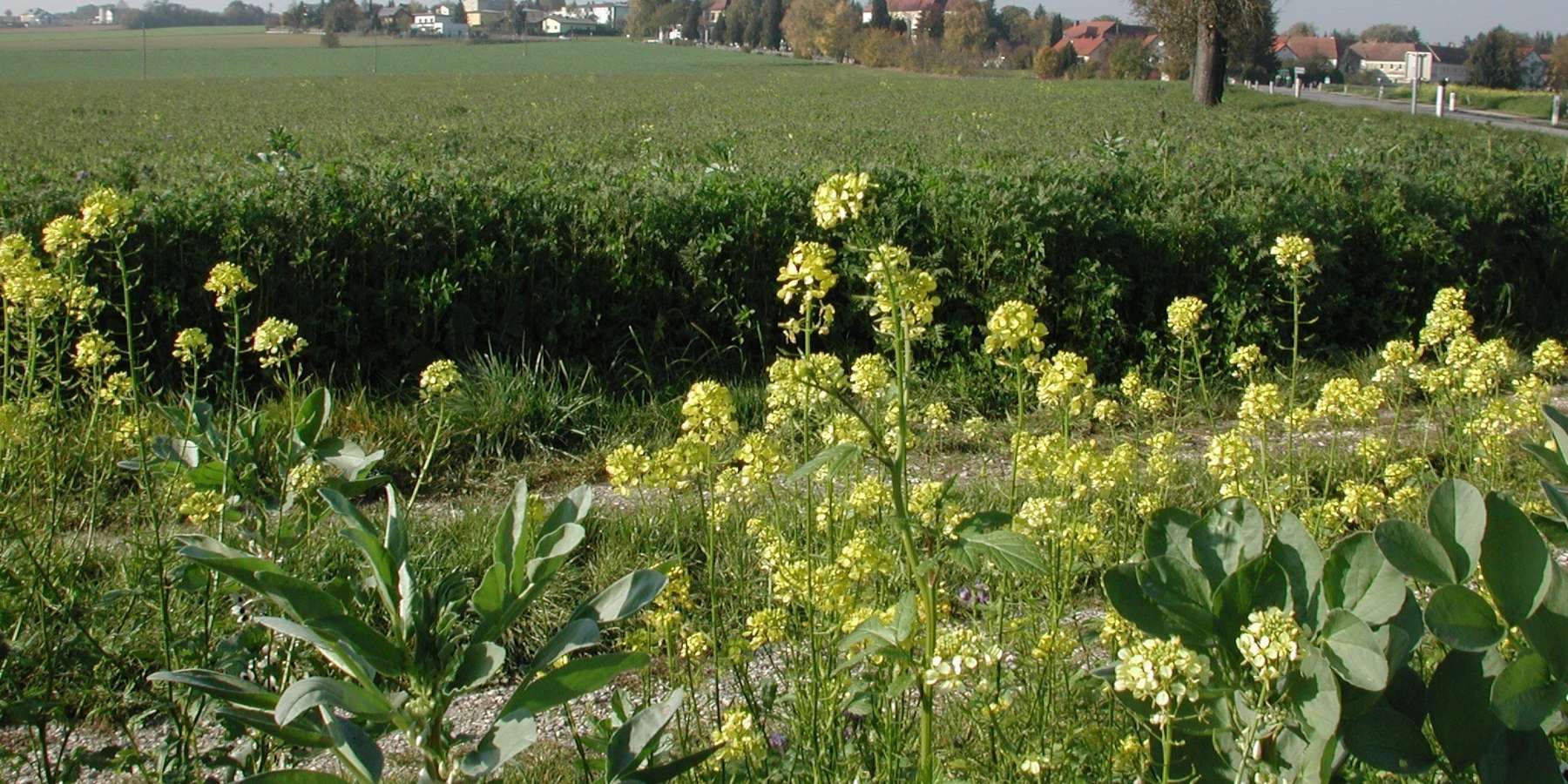 Zwischenfrucht.jpg © BWSB/Hölzl