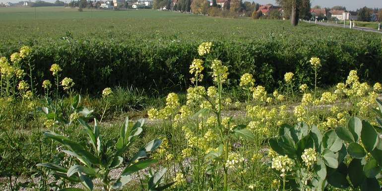 Zwischenfrucht.jpg © BWSB/Hölzl