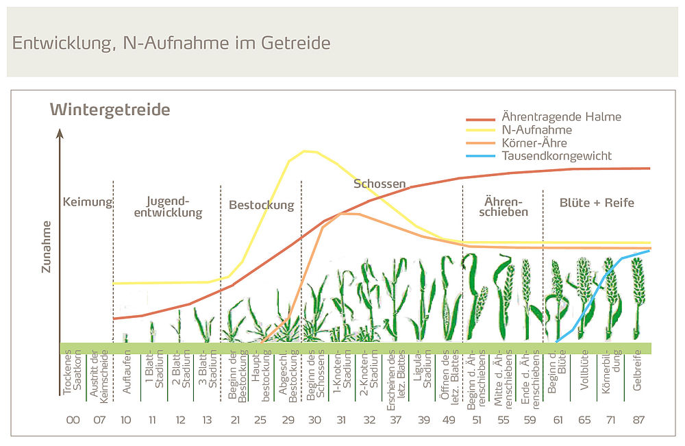 Entwicklung-N-Aufnahme-im-Getreide-Abb_Yara.jpg © Yara  effizient düngen