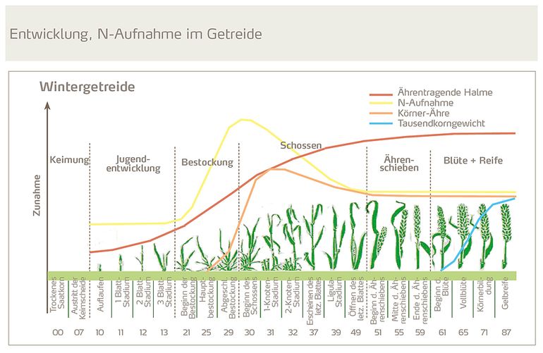 Entwicklung-N-Aufnahme-im-Getreide-Abb_Yara.jpg © Yara  effizient düngen