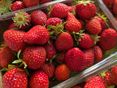 Erdbeeren © Jung-Leithner/LKÖ