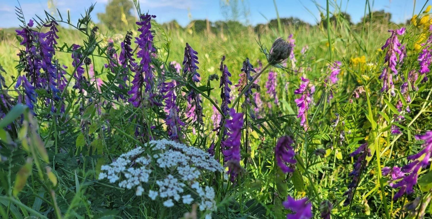 biodiversitaet_mikolits.jpg © Mikolits