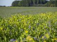 Begrünung im öpul@agrarfoto © agrarfoto.com