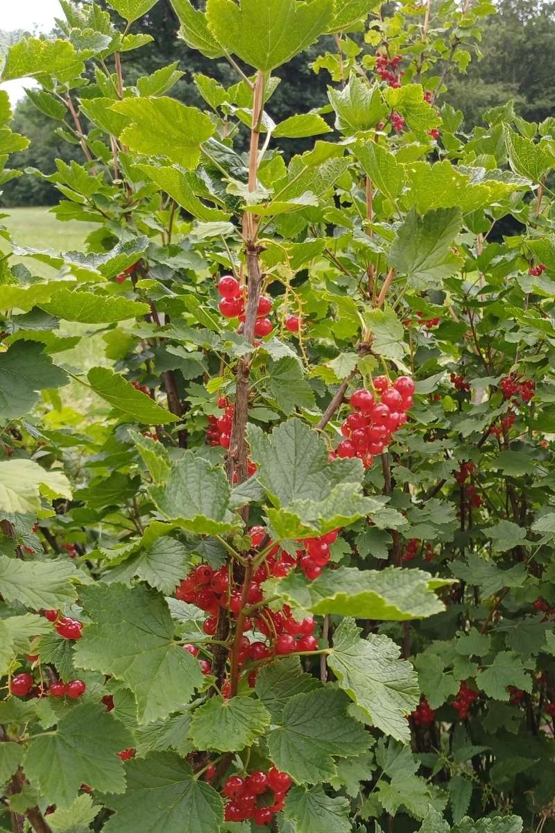 GARTENTIPP_Ribisel rot 2026.jpg © LK OÖ/Strebl