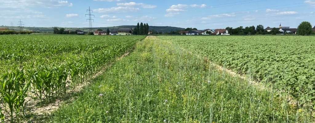 Biodivstreifen Acker zur Trennung von 2 Feldstücken_Nähe Rohrendorf bei Krems_Juni 2023_(c)HeidererKatharina(c)Katharina Heiderer-LK Niederösterreich.jpg © Katharina Heiderer/LK Niederösterreich