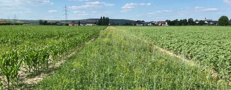 Biodivstreifen Acker zur Trennung von 2 Feldstücken_Nähe Rohrendorf bei Krems_Juni 2023_(c)HeidererKatharina(c)Katharina Heiderer-LK Niederösterreich.jpg © Katharina Heiderer/LK Niederösterreich