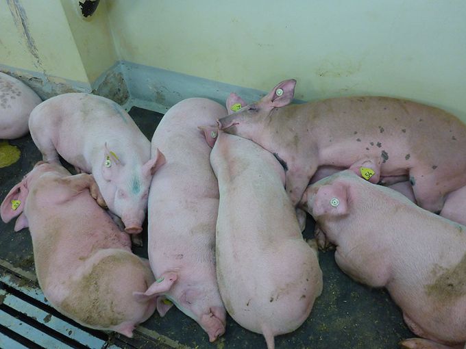 Die Tiere haben Fieber und suchen Wärmequellen auf. © Friedrich Loeffler Institut