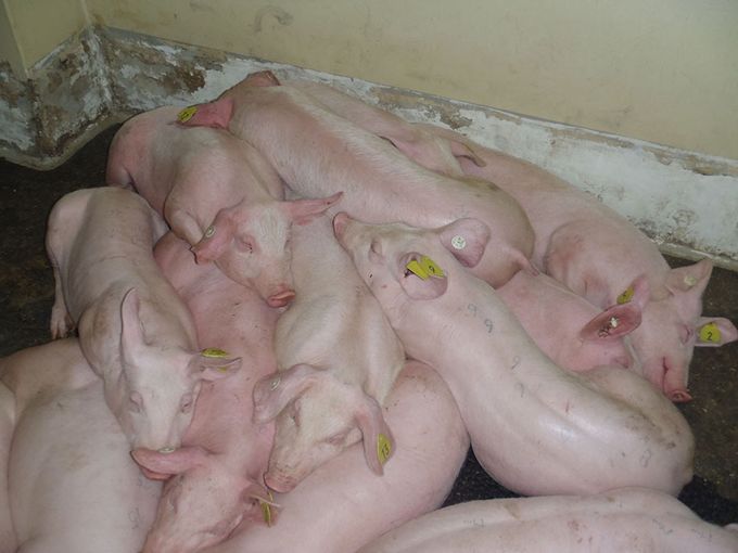 Die Tiere bleiben in Haufen liegen, es ist zu ruhig im Stall. © Friedrich Loeffler Institut